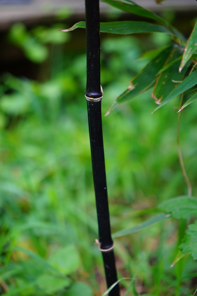 Stalk, focus on foreground, blade of grass, land, outdoors, grass, close-up, black, no people, plant, bamboo - plant, water, nature, day, 5K, leaf, plant part