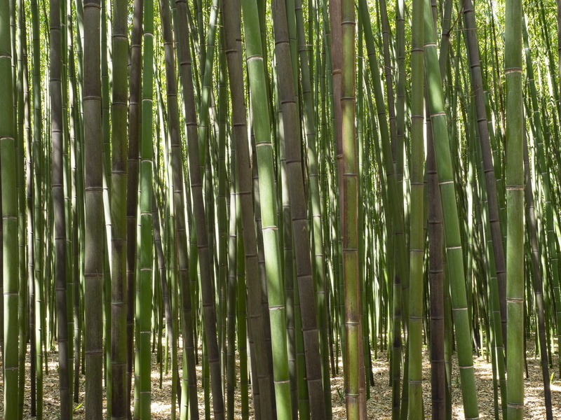 day, forest, beauty in nature, tranquil scene, bamboo, tree, abundance, outdoors, green color, plant, trees, backgrounds, plants, full frame, nature, no people