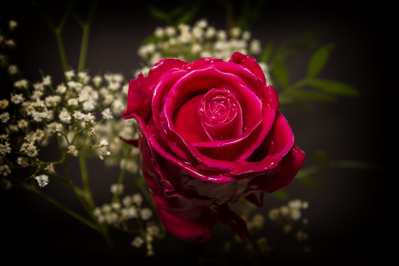 rose, flower, focus on foreground, bloom, forever, 5K, preserve, love, flower head, blossom, pink color, vulnerability, flora, growth, freshness, close-up