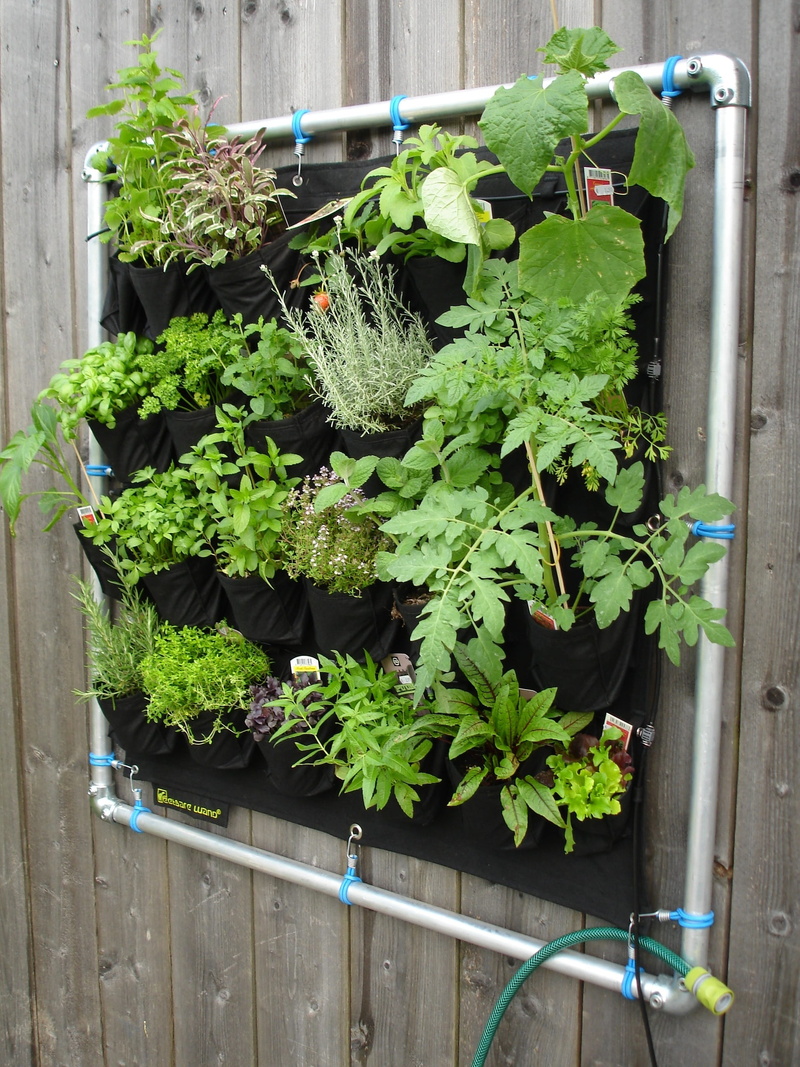 vertical herb garden, coriander, hanging plant, potted plants, herbs, tomato, durable, vegetable, root, organic, colorful, curry spice, lettuce, beauty in nature