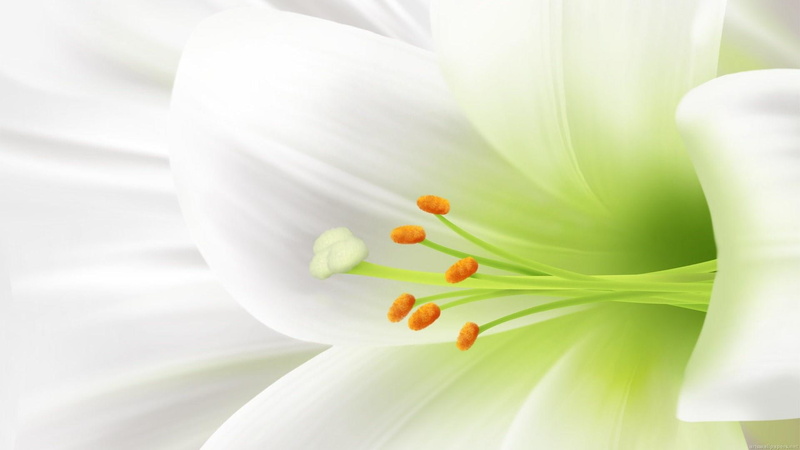 flowers, lily, flower, 1080P, white lily, easter flower, easter lily