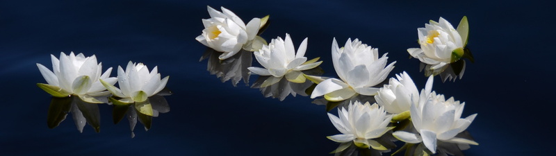 vulnerability, Lily, beauty in nature, flower head, indoors, water, black background, flower arrangement, petal, white color, monitor, inflorescence, screen