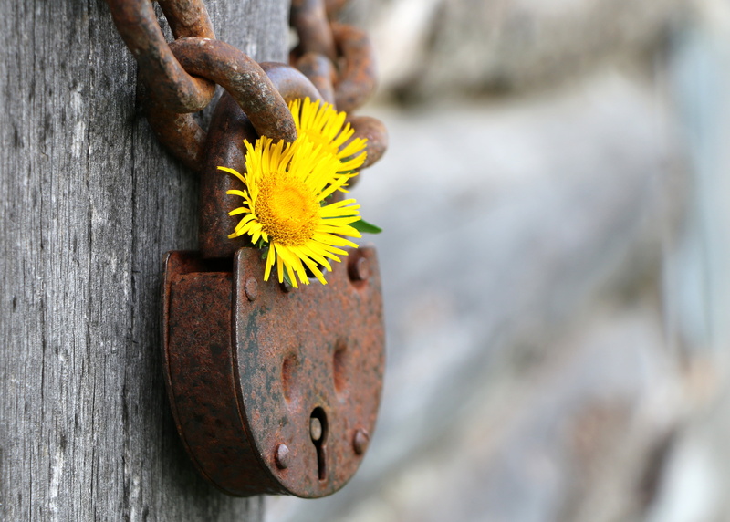 grey, shackle, day, inflorescence, close, protection, flowering plant, pollen, key, no people, wood - material, flower, keyhole, fragility, outdoors, view