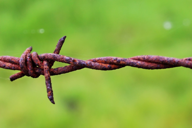 protection, border, nature, old, demarcation, wiring, rusty, stainless, fence, risk, rope, weathered, day, safety, barbed wire, green, sharp, close, outdoors