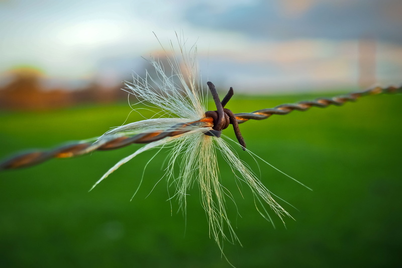 wire, 4K, focus on foreground, safety, security, pasture, metal, fence, green color, fur, no people, green, barbed wire, nature, tranquility, vulnerability