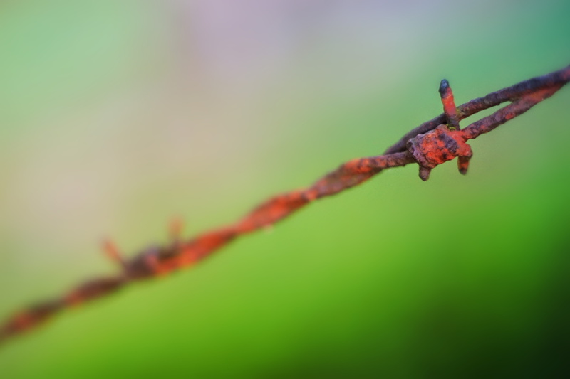 rust, barbed wire, close-up, green, green color, security, growth, close up, focus on foreground, plant, wire, barrier, 5K, border, outdoors, pasture fence