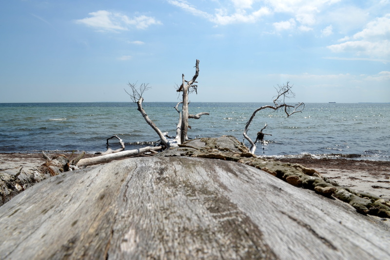 kai, dead plant, Beach, horizon, anchorage, dew, knitting, horizon over water, outdoors, day, Boot, shipping, Port, wood, sky, jetty, no people, beauty in nature