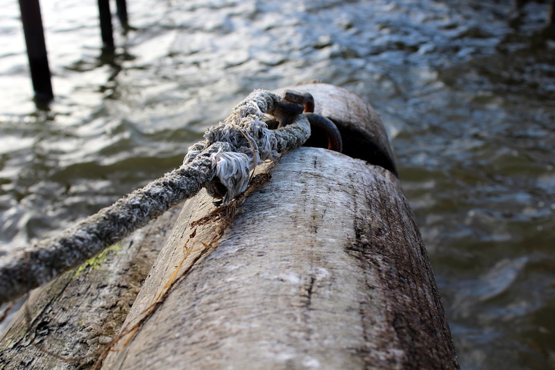 vertebrate, investors, knitting, outdoors, reptile, pier, waters, nature, knot, animal, animal wildlife, rope, lake, animal themes, fixing, one animal