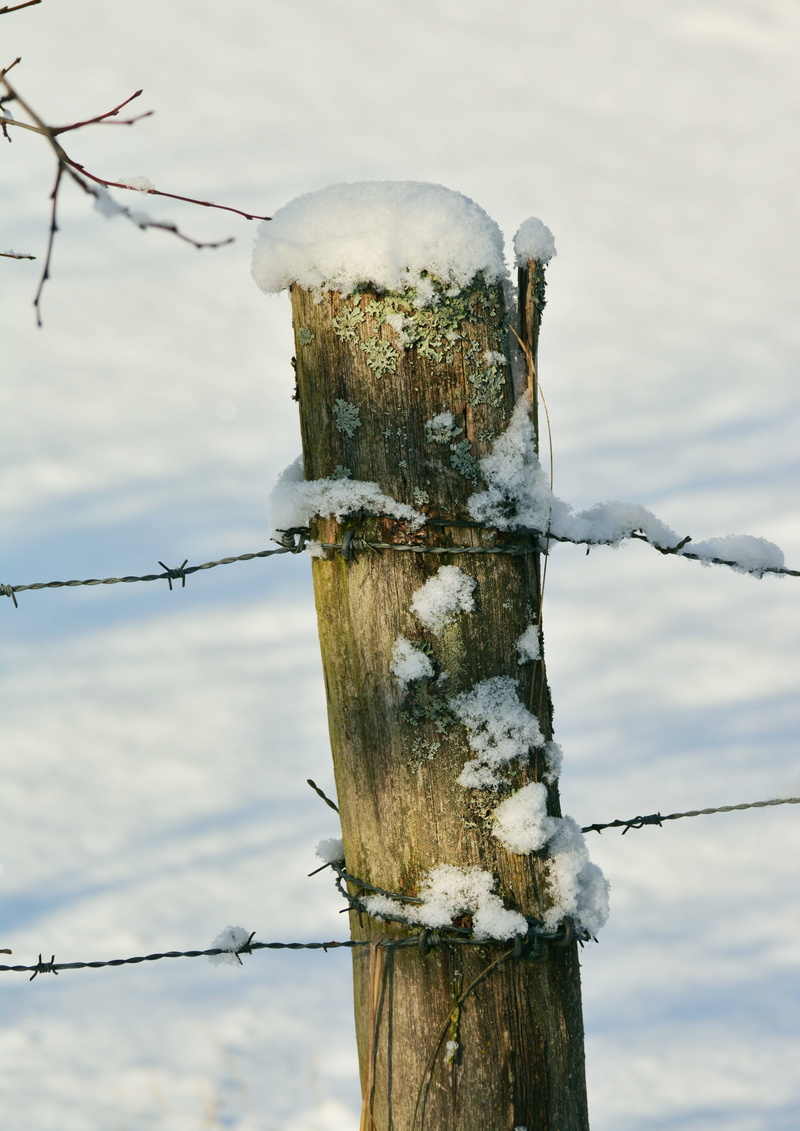 tree, barrier, snowy, no people, wood - material, fence post, cold temperature, pile, cold, close-up, protection, fence, outdoors, barbed wire, snow, nature