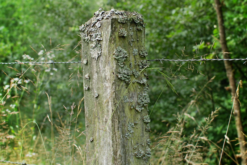 wood pile, wiring, close-up, forest, wooden post, boundary, barbed wire, no people, wooden posts, barrier, pasture, 4K, growth, safety, nature, wood - material