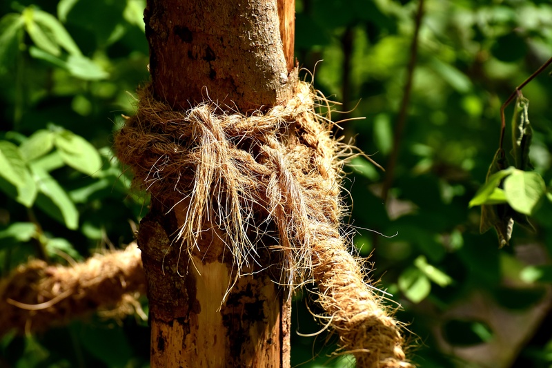 thick, beauty in nature, knitting, day, tree, 5K, forest, wrapped, twisted ropes, sunlight, knot, land, green color, wilted plant, rope, trunk, strand
