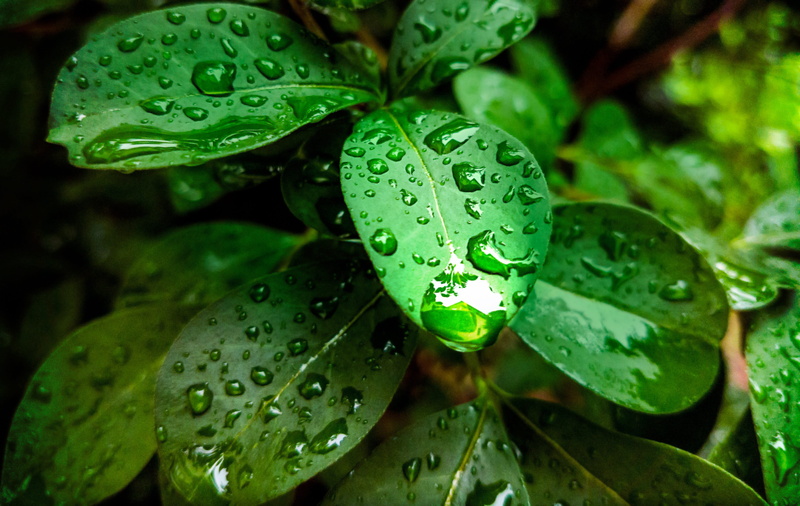 plant part, color, focus on foreground, spring, outdoors, rain drops, leaves, outdoor, organic, growth, environment, floral, rain, wet, natural, dew, garden