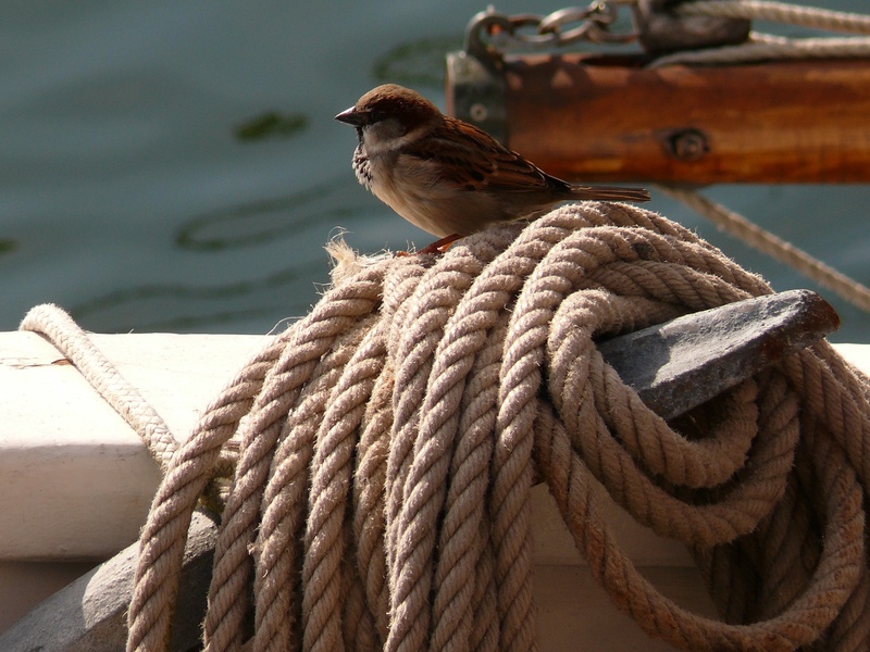 outdoors, 2K, vertebrate, normandy, regatta, no people, rope, boat, sailboat, strength, sailing vessel, marine, former, nature, color, sailing, port, old rig