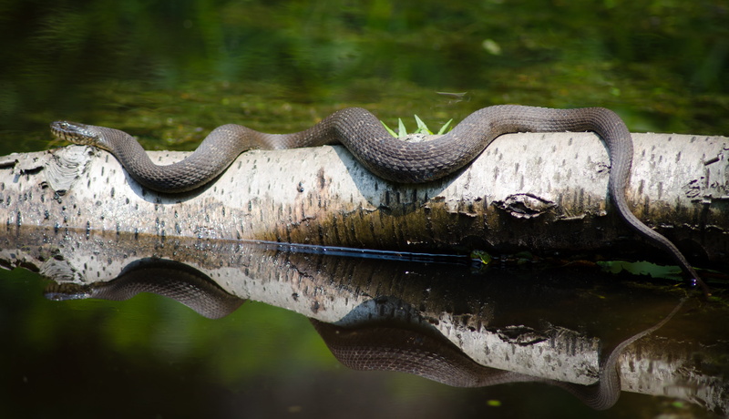 4K, vertebrate, daytime, warning sign, bark, animal wildlife, animals in the wild, swamp, Wild, reflection, one animal, tree, predator, animal, no people