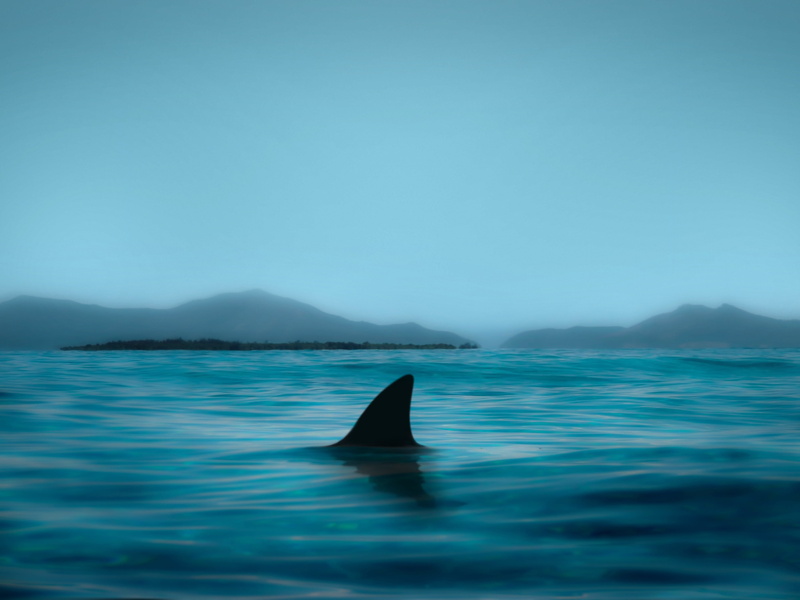 nature, no people, tail fin, aquatic mammal, water, 4K, mammal, waterfront, one animal, whale, animal themes, sea, animals in the wild, new caledonia