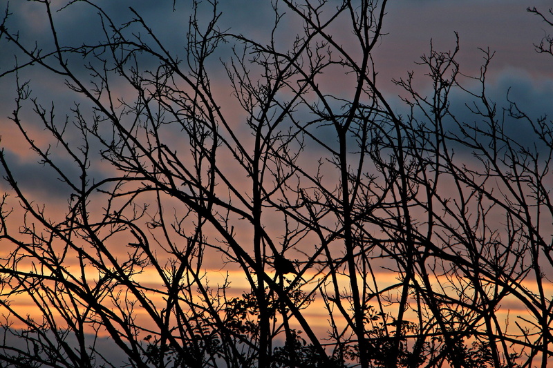 evening, serene, autumn, tranquility, tree, low angle view, peaceful, Sunrise, winter, sky, fall, growth, back lit, seasons, beauty in nature, dead plant