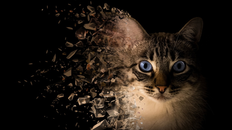 fly, look, photoshop, treatment, pieces, the collapse, blue eyes, Neva masquerade, 4K, rendering, black background, face, portrait, cat, annihilation