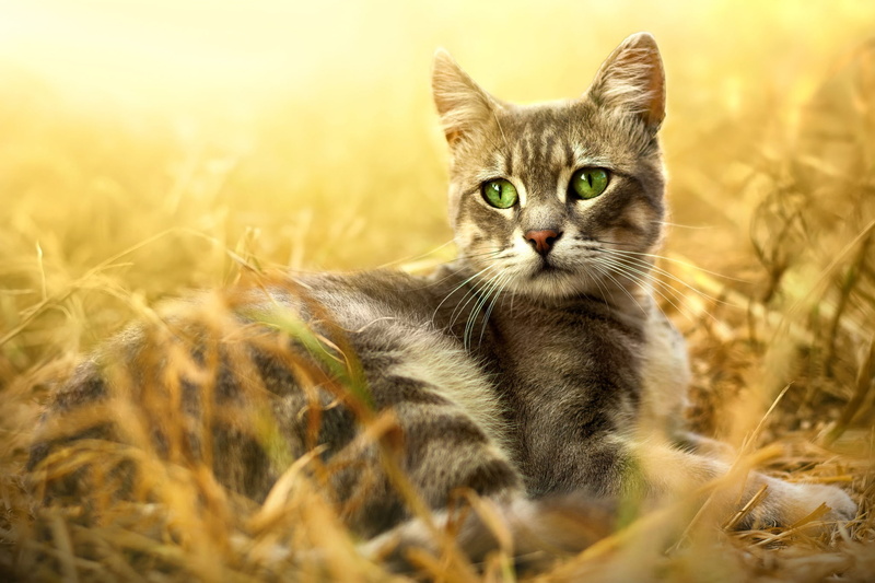 grey, glade, face, pose, stay, grass, green-eyed, nature, 1080P, look, lies, striped, portrait, cat, light, background