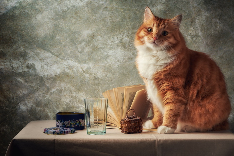 wall, face, box, cat, glass, items, red, background, look, grey, sitting, portrait, table, book, 1080P, tablecloth, still life, composition, pose, page