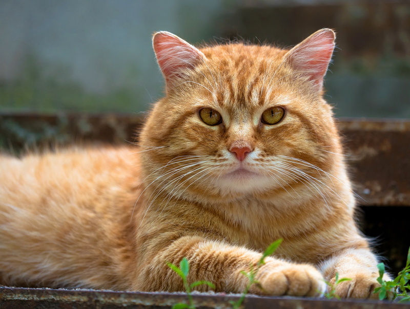 nature, Kote, look, 2K, yellow eyes, face, red, cat, background, portrait, paws, Vasek, striped, lies