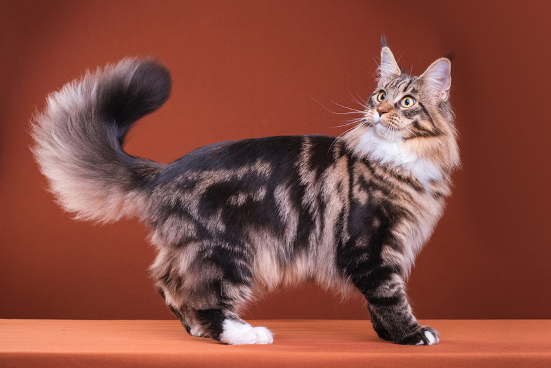 cute, muzzle, striped, Studio, yellow eyes, tail, pose, look, brown background, handsome, surprise, fluffy, breed, grey, 1080P, tabby, is, Maine Coon