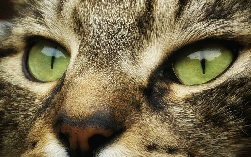 cats, face, 4k ultra hd background, 4K, cat, green eyes, animals, look, striped, muzzle, eyes