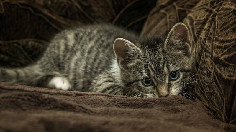 lies, sofa, grey, cat, striped, fur, face, the dark background, 4K, kitty, look, handsome, pose, blanket