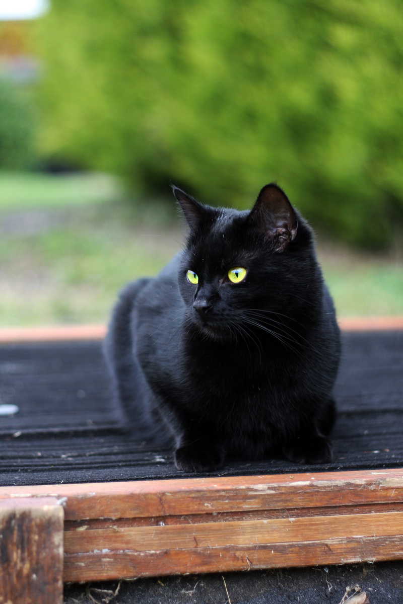 wood - material, portrait, black color, silhouette, domestic cat, cat, domestic animals, pets, focus on foreground, adorable, eyes, young, dark, face, looking at camera