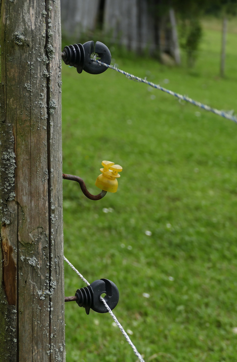 limit, enclosure, insulators, focus on foreground, no people, wood - material, outdoors, grass, yellow, wooden post, security, boundary, nature, post, day