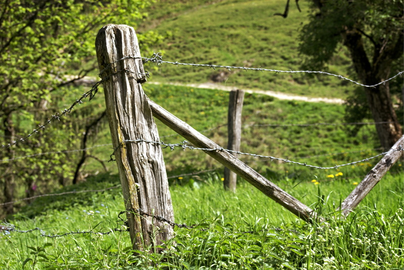 growth, fence, wire, security, barrier, plant, green color, boundary, old, barbed wire fence, focus on foreground, tree, grass, wooden posts, wiring, cattle fence