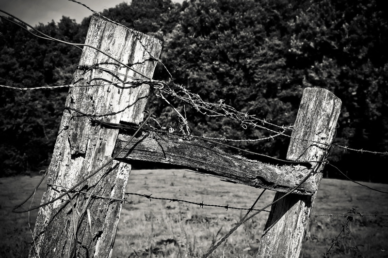 day, barbed wire, wooden posts, pasture fence, deterioration, metal, wood - material, tree, fence, demarcation, obsolete, structure, black white, pointed