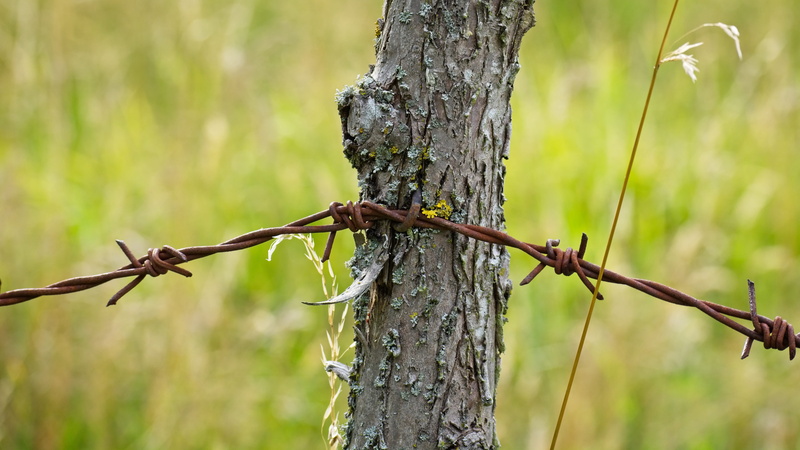 animal themes, wire fence, fence post, prickly, barbed wire, woodpecker, wood pile, outdoors, vertebrate, tree trunk, animal wildlife, trunk, limit, wire