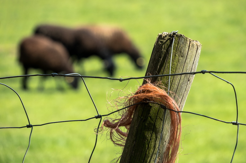 pasture, animal themes, border, protection, wire, pile, post, 5K, meadow, field, herbivorous, animal, barbed wire, green color, plant, vertebrate, wood pile
