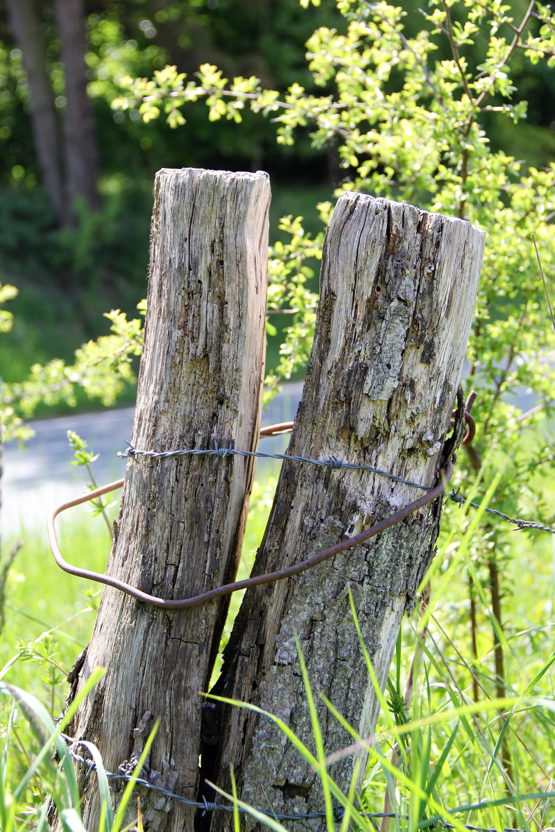 wooden posts, fencing, nature, wooden post, fence, old, grass, post, Pile, demarcation, wood, agriculture, day, barrier, plant, focus on foreground, no people