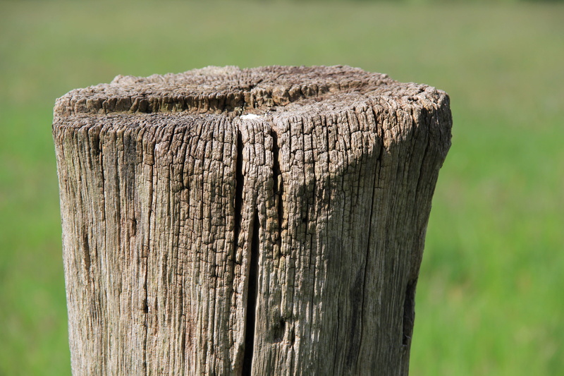 old, tree, 5K, agriculture, barrier, nature, Stake, landscape, Meadow, focus on foreground, wooden post, Willow, fence post, grass, bark, close-up, pasture fence