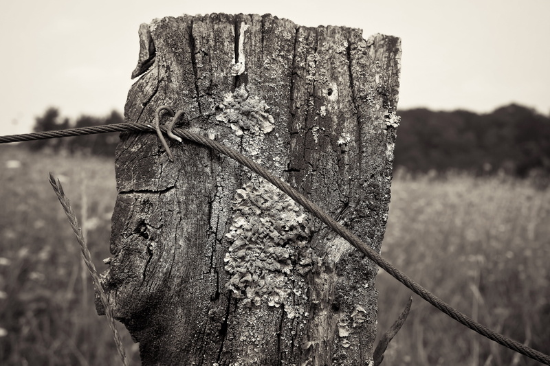 sw, wood fence, demarcation, boundary, post, pile, limit, pasture, wood, fence, close-up, security, safety, black and white, plant, metal, weathered, barrier