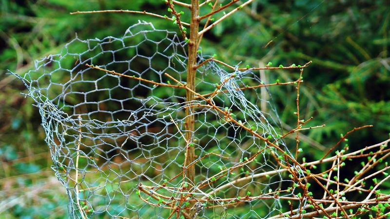young drove, security, forest, metal, trees, limit, rusted, fence, leaf, 5K, animal, old, no people, outdoors, young, green, plant, branches, thorn, fenced