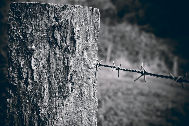 land, weathered, protection, wooden posts, wood, barrier, fence post, pointed, forbidden, day, rustic, structure, black and white, tree, plant, pasture fence