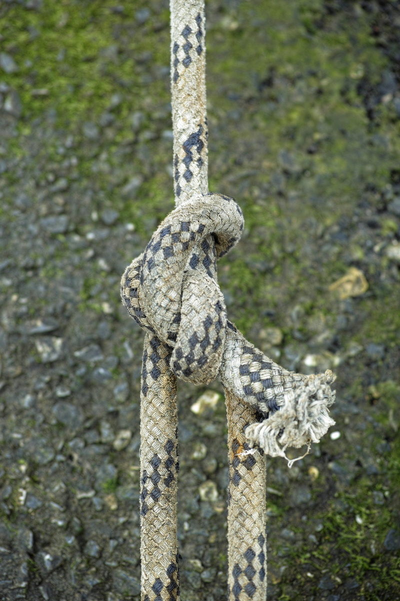 day, solid, wood - material, detail, wooden post, background, close, 4K, pole, one animal, rope, metal, maritime, nature, tree, pattern, animal wildlife