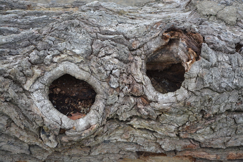bark, garden, 5K, detail, no people, tree, hole, close-up, full frame, root, wood, pattern, wood - material, outdoors, old, bark wood, nature, tree trunk