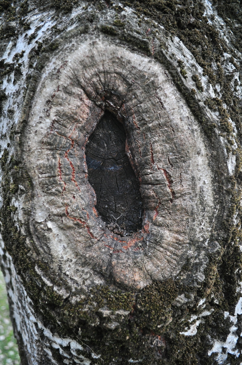 trees, nature, tree trunk, node, geometric shape, close-up, plant bark, bark, flying, plant, hole, no people, forest, outdoors, full frame, tree, wood