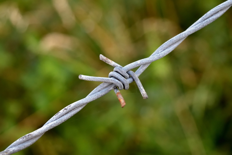close-up, animal wildlife, sharp, barrier, no people, node, security, barbed wire, safety, day, 5K, metal, nature, rust, wire, green color, plant, outdoors