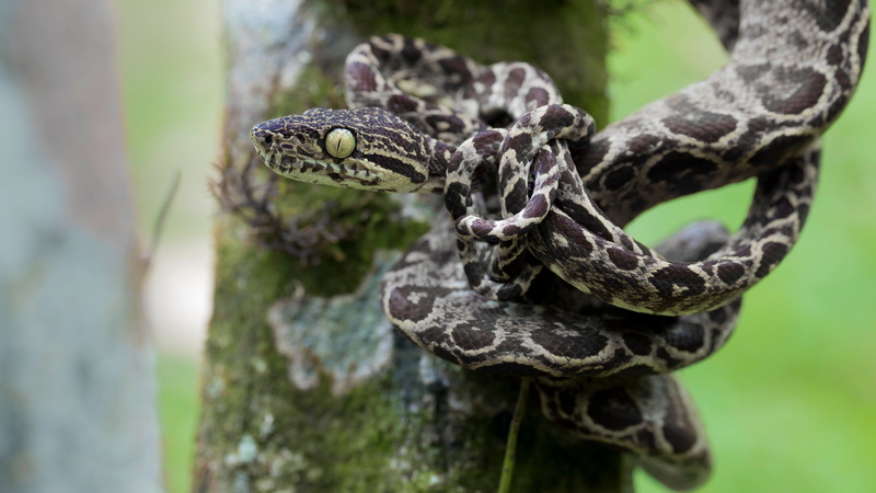 head, node, look, pose, blurred, colorful ribbon, trunk, tail, spotted, tree, snake, motley, eyes, Python, 4K