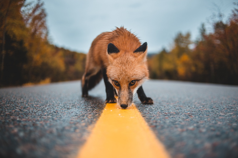 fox, sniff, curiosity, markup, asphalt, 5K, wildlife