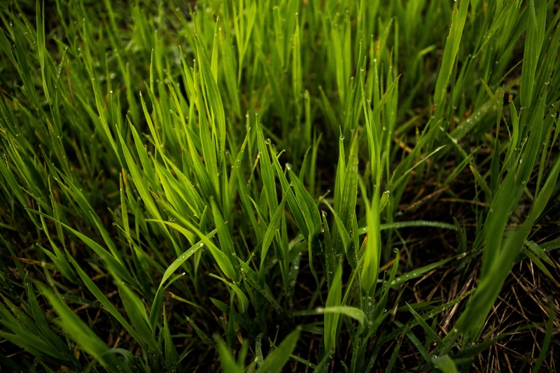 outdoor, rural, meadow, crop, blades, space, freshness, beauty in nature, growth, full frame, earth, no people, sky, landscape, spring, green, day, field