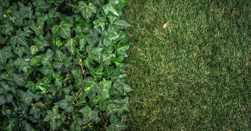 freshness, leaf, abstract, backgrounds, green color, grass, day, directly above, growth, plant, artificial turf, agriculture, field, state of the union