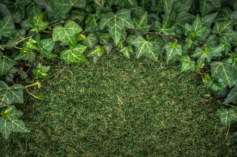 nature, crop, food and drink, plants, leaf, high angle view, no people, directly above, freshness, green, artificial turf, 4K, ivy, plant part, growth