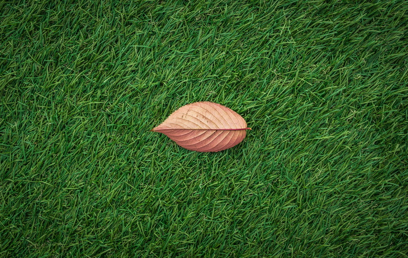 outdoors, nature, beauty in nature, leaves, no people, day, land, leaf, high angle view, green color, plants, yellow, autumn, texture, vulnerability, american football - sport
