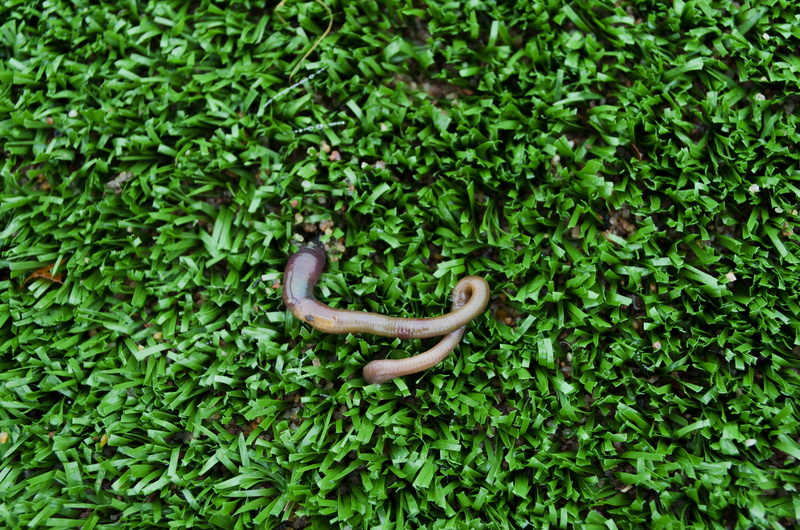 leaf, vertebrate, outdoors, worm, artificial turf, lush foliage, day, green color, tree, lawn, plant, green, foliage, animal wildlife, plant part, no people