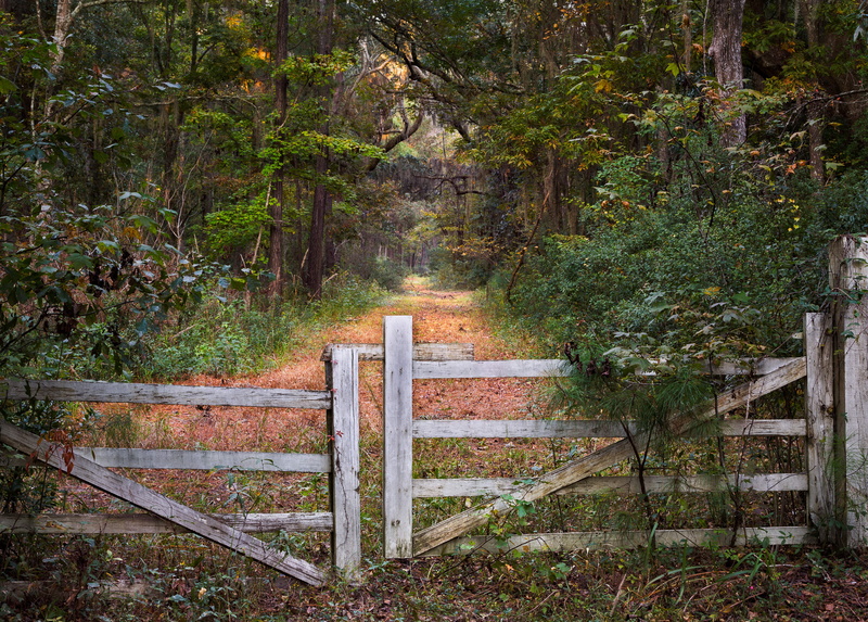 boundary, day, plant, wood, tranquil scene, brown, fence, railing, gray, forest, metal, beauty in nature, gates, seat, direction, growth, tree, wood - material